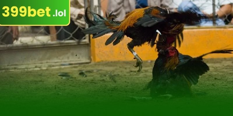 399BET-এ কীভাবে নিবন্ধন করবেন এবং অংশ নেবেন?