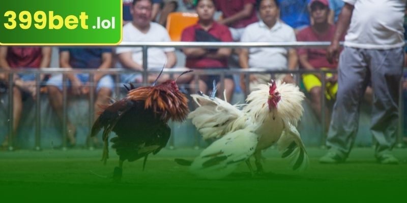 399BET এ ছুরির লড়াই আসলে কী?