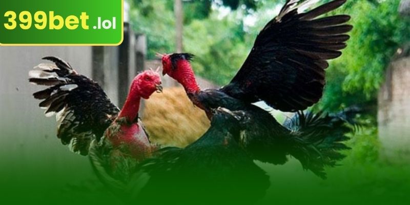 399BET-এ বিভিন্ন ধরণের খেলার সাথে সম্পর্কিত মোরগ লড়াইয়ের শব্দাবলী