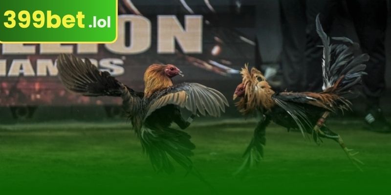 399BET-এ ম্যাচের মৌলিক মোরগের লড়াইয়ের পরিভাষা