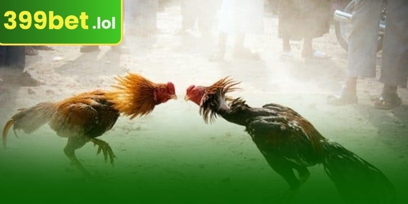 399BET-এ লোহার কাঁটা লড়াই এর বিভিন্ন বাজির ধরণ