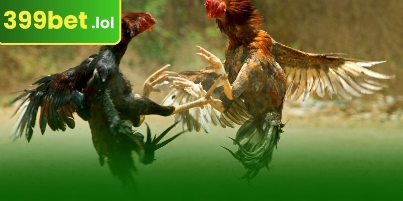 399BET ককের লড়াই বিভাগ সম্পর্কে সংক্ষিপ্ত তথ্য