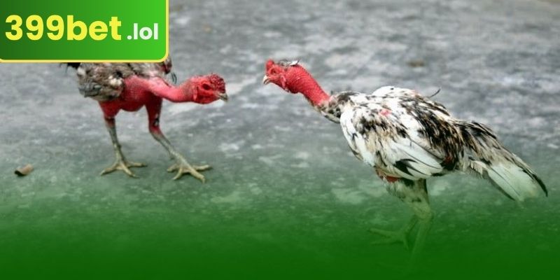 ওয়ালা (Wala) পছন্দ করা