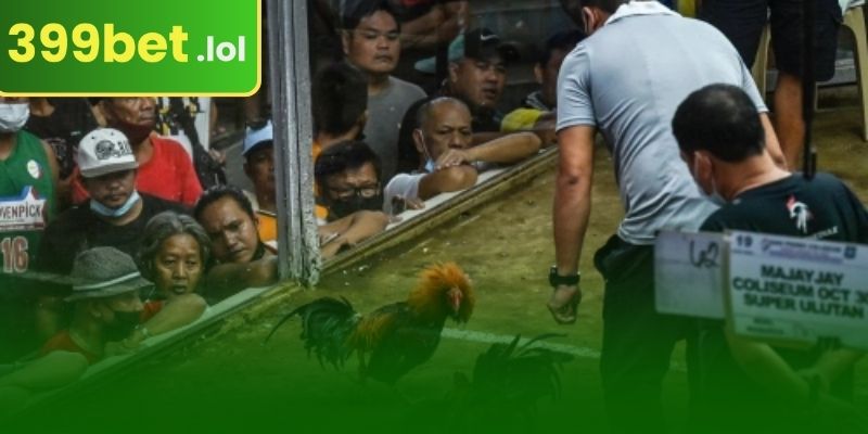 কেন 399BET মোরগের লড়াই য়ের জন্য সেরা?