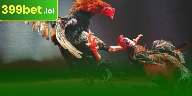 ছুরির লড়াই এ সবচেয়ে জনপ্রিয় বাজির ধরণগুলো