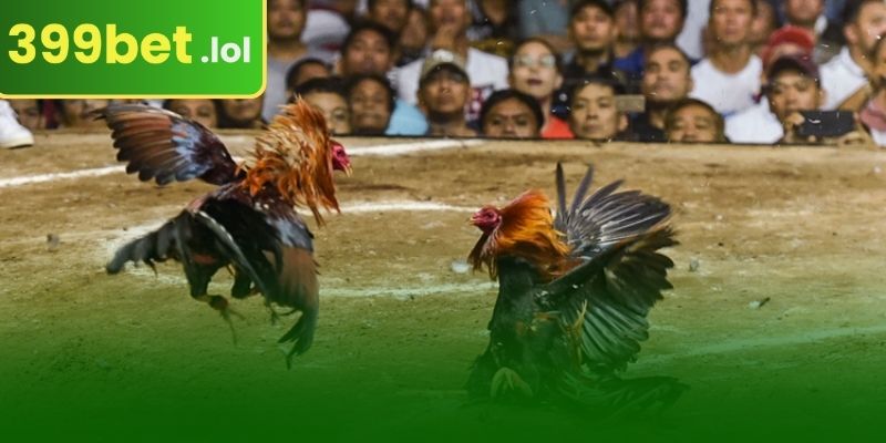 পেশাদার বেটিং পরিষেবা এবং স্বচ্ছ পুরস্কারের হার