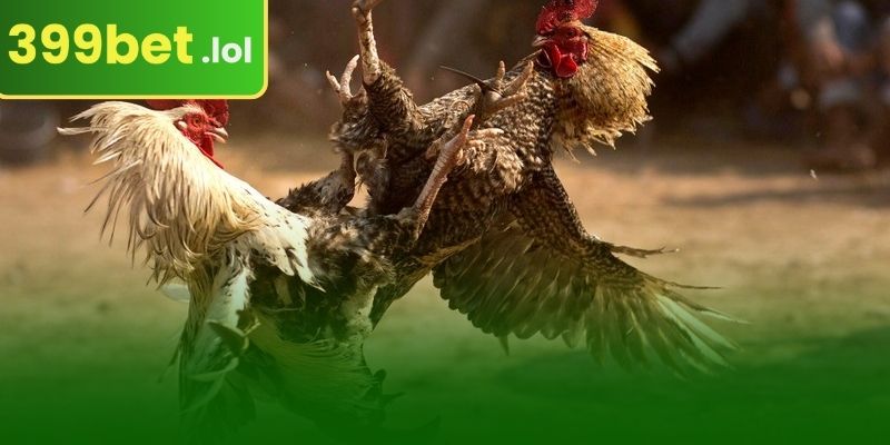 লোহার কাঁটা লড়াই এর বিস্তারিত নিয়মাবলী